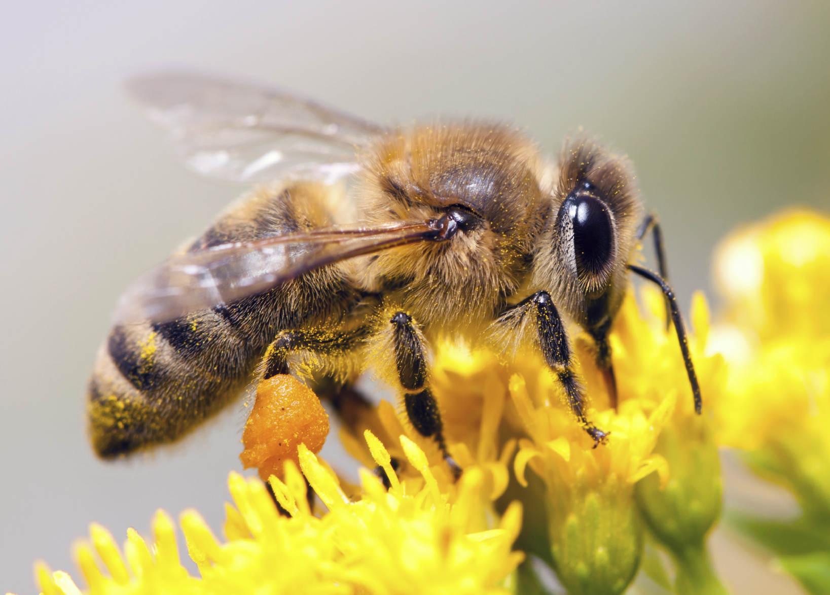 Φυσική συνέργεια: Μέλισσες και βιταμίνες
