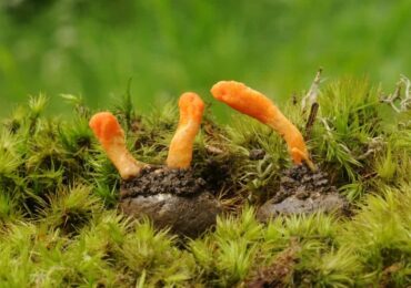 Ευεργετικές Ιδιότητες μανιταριών Cordyceps για την υγεία