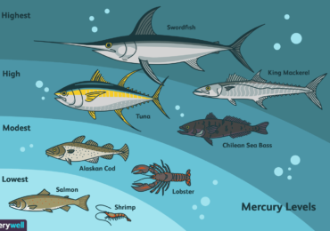 Οι θανατηφόρες επιπτώσεις της κατανάλωσης υδραργύρου κυρίως μέσα από τα ψάρια