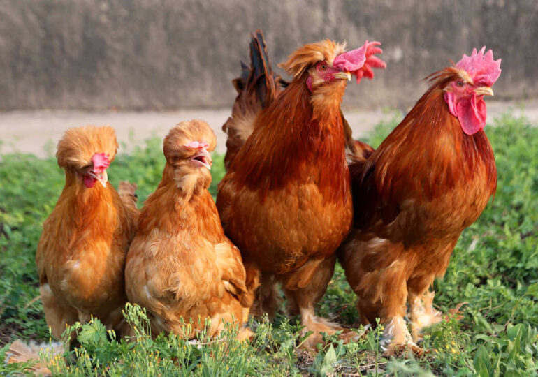 Πότε και πώς άρχισαν οι άνθρωποι να καταναλώνουν κοτόπουλο